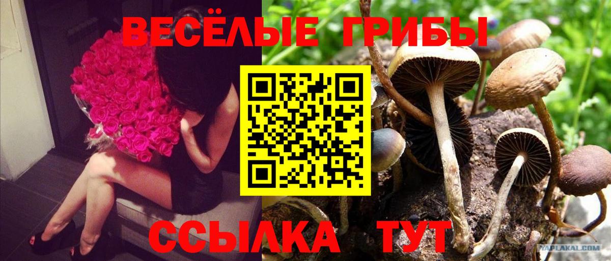 Псилоцибиновые грибы Cubensis Фролово
